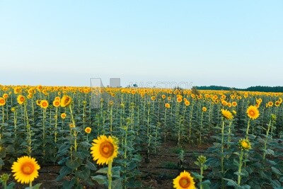 Landscape of a field of blooming sunflowers