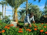 A scene of an Egyptian farmer picking and harvesting flowers