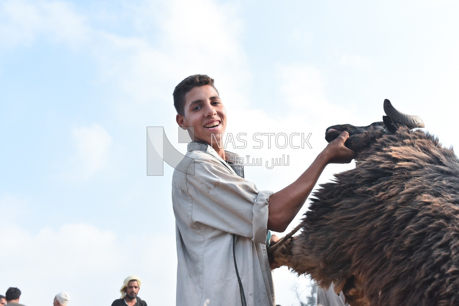 A scene of a butcher holding a sheep in the livestock market in one of the governorates of Egypt