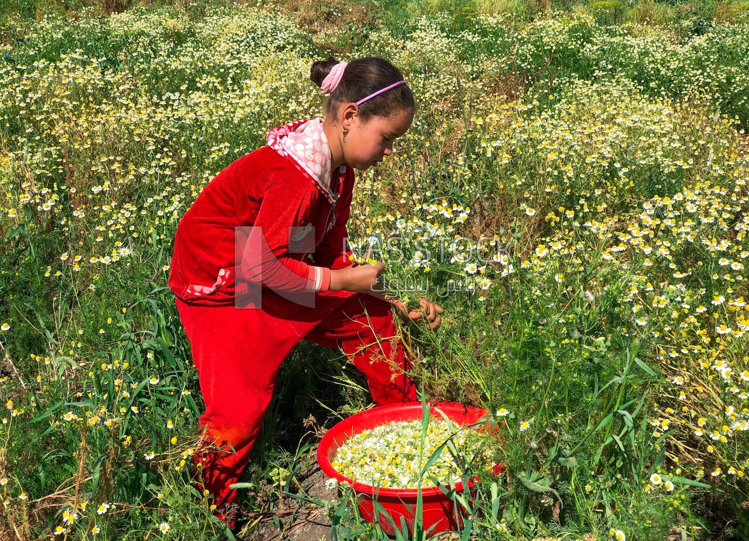 Little Egyptian girl working in the chamomile harvest