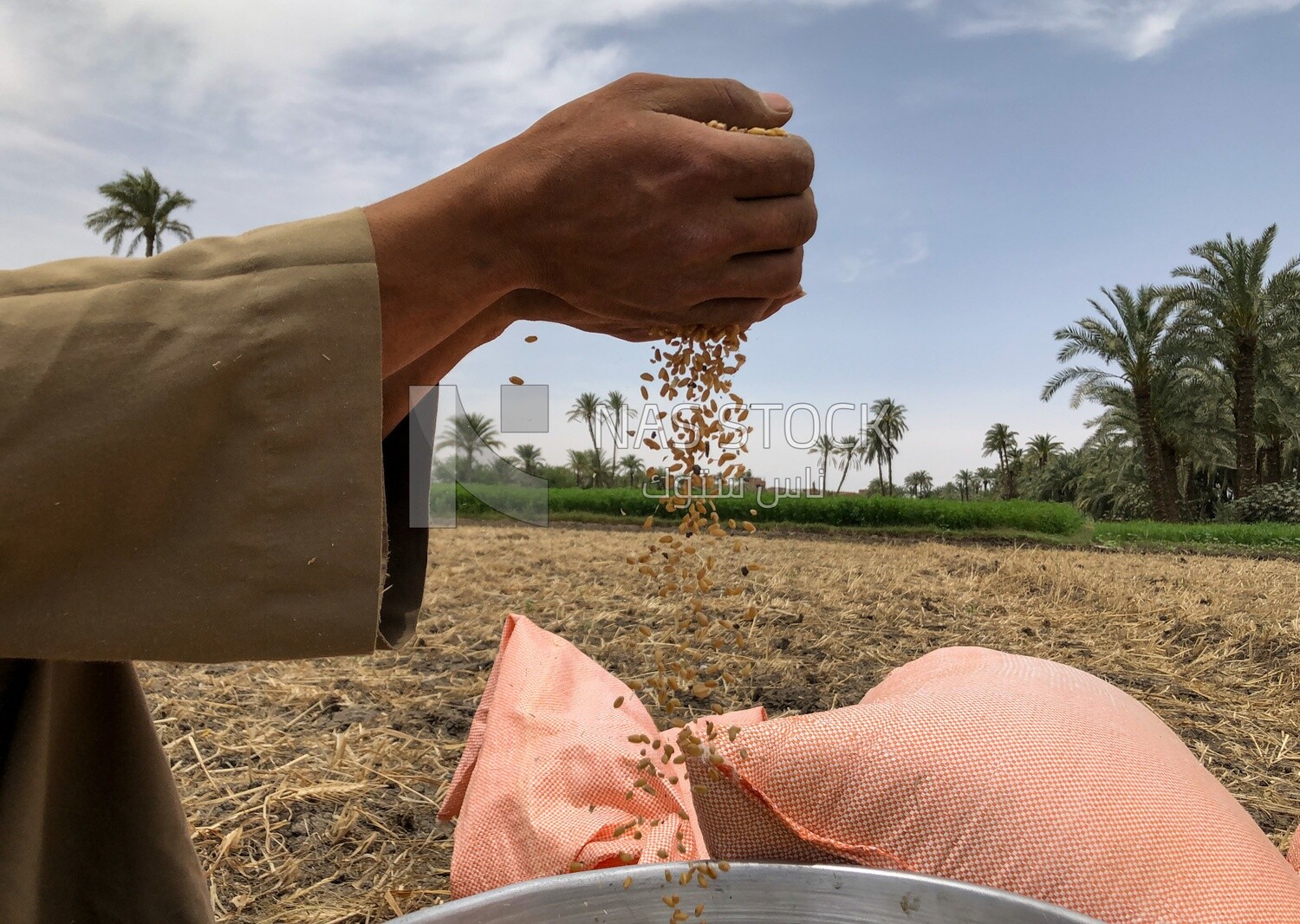 A scene of an Egyptian farmer&#39;s hand carrying wheat grains