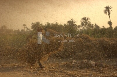 A scene of a child helping his father clean the wheat field amid the dust and flying wheat