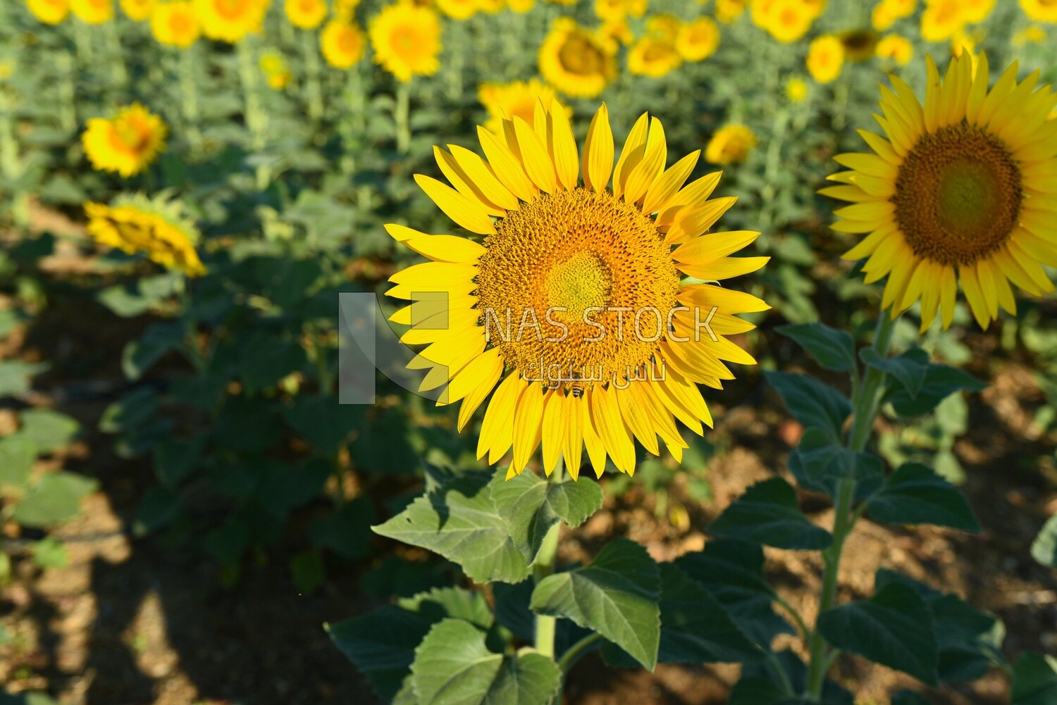 Close-up of a sunflower in bloom