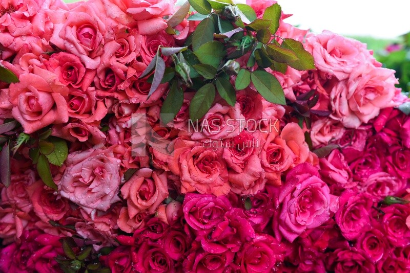 A scene of a large number of pink garden roses