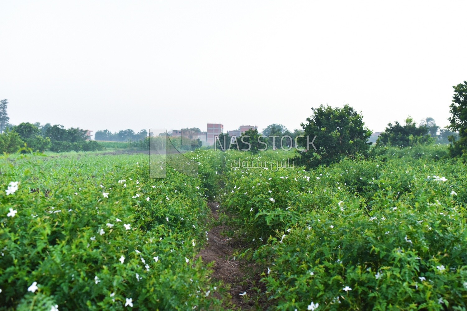 Landscape of a field planted with jasmine flowers