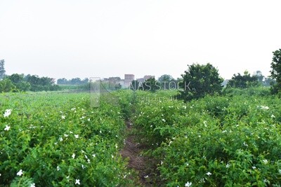Landscape of a field planted with jasmine flowers