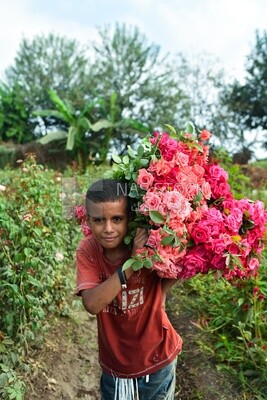 A scene of an Egyptian child picking and collecting roses, carrying a bunch of garden roses