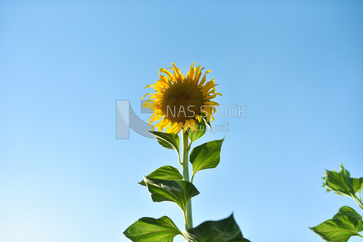 Close-up of a sunflower in bloom
