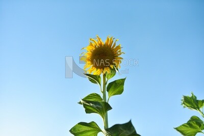 Close-up of a sunflower in bloom