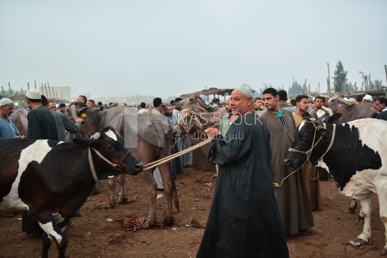 The scene of the livestock market in one of the governorates of Egypt