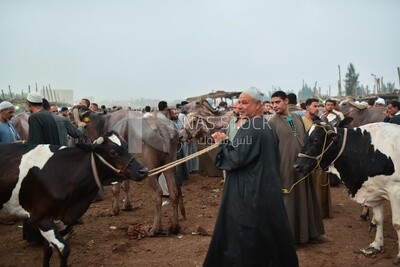 The scene of the livestock market in one of the governorates of Egypt