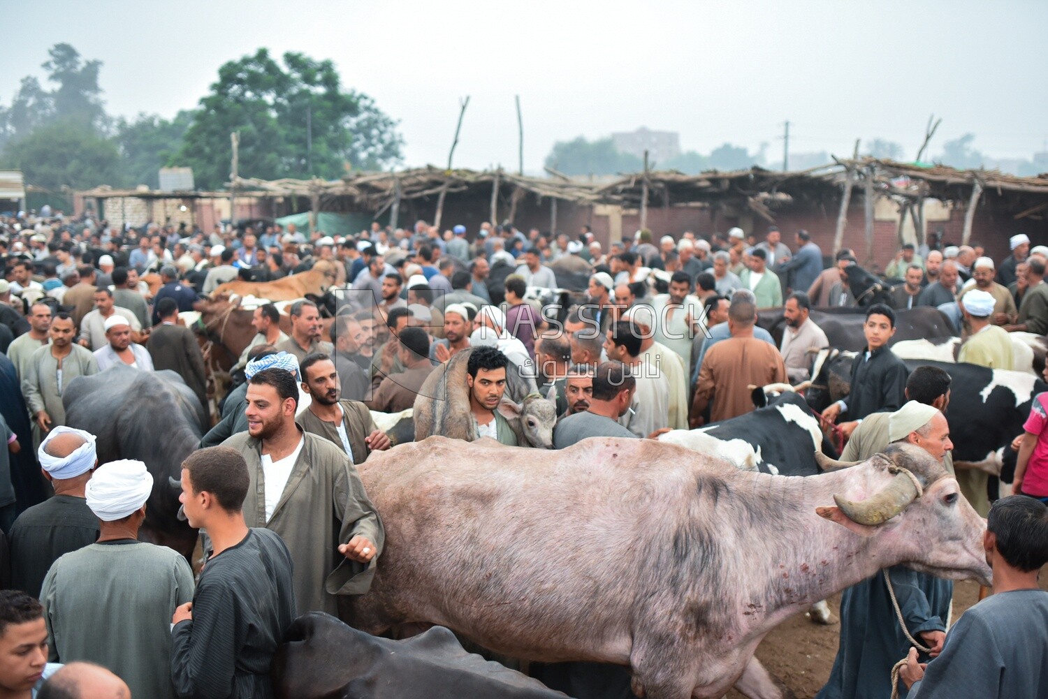 The scene of the livestock market in one of the governorates of Egypt