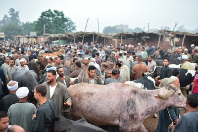 The scene of the livestock market in one of the governorates of Egypt