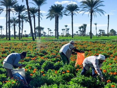 Landscape of a field of roses with a group of farmers harvesting orange roses