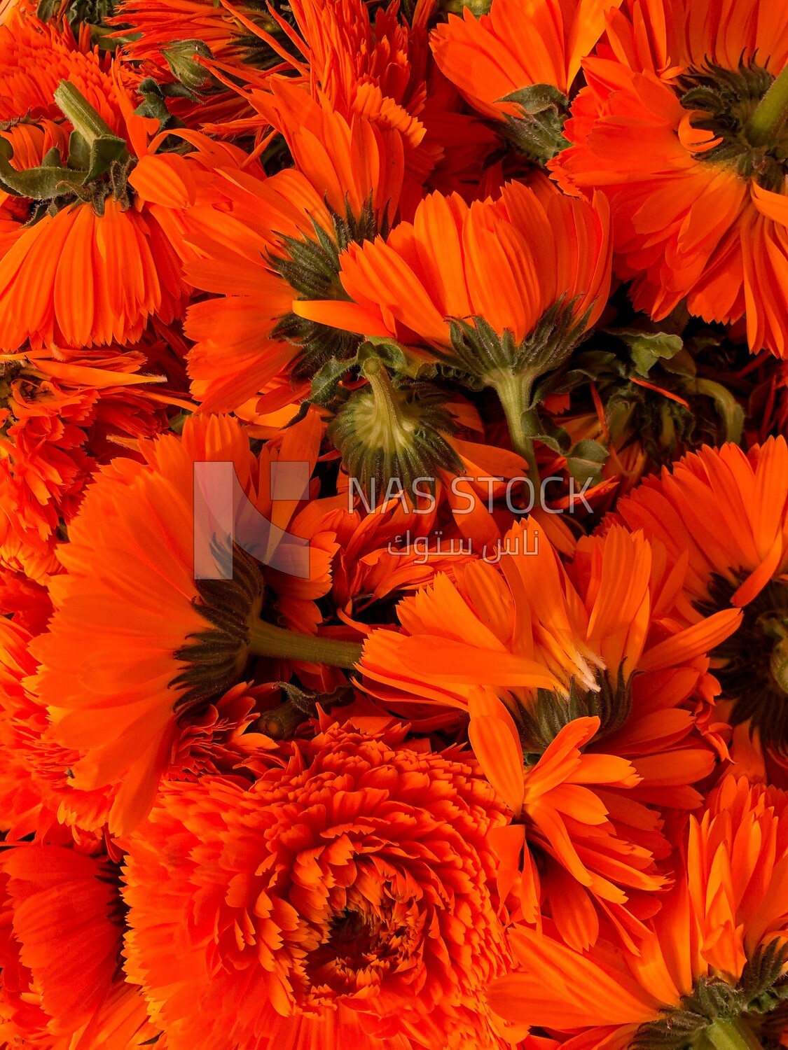 Orange natural flowers picture