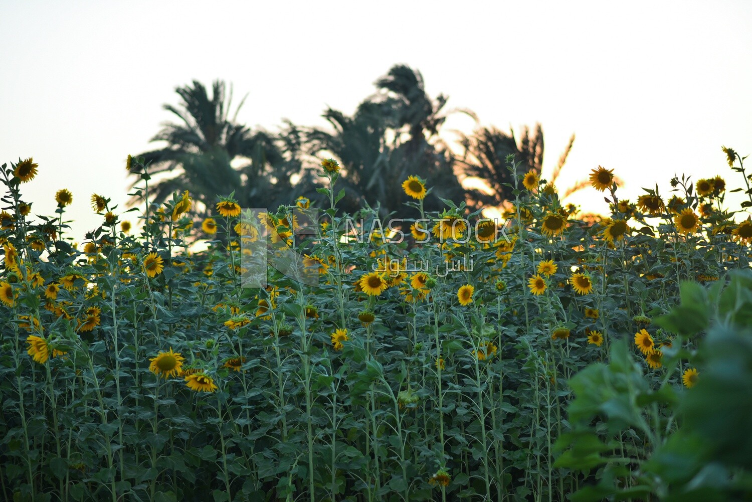 Landscape of a field of blooming sunflowers