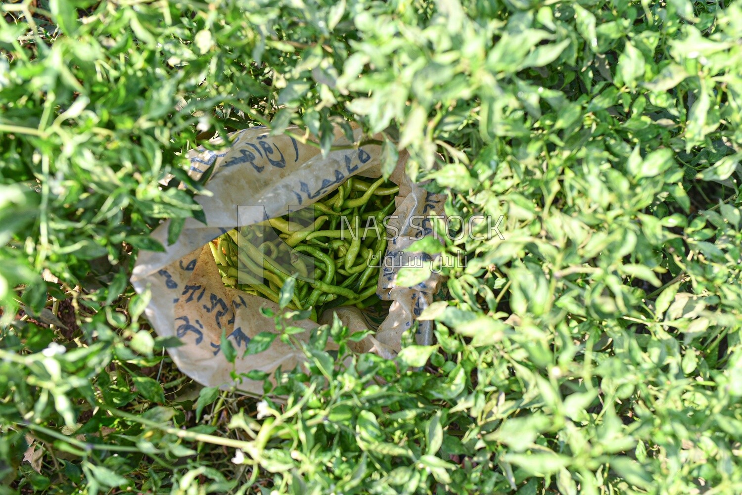Scene of a sack of pepper used by the farmer at harvest