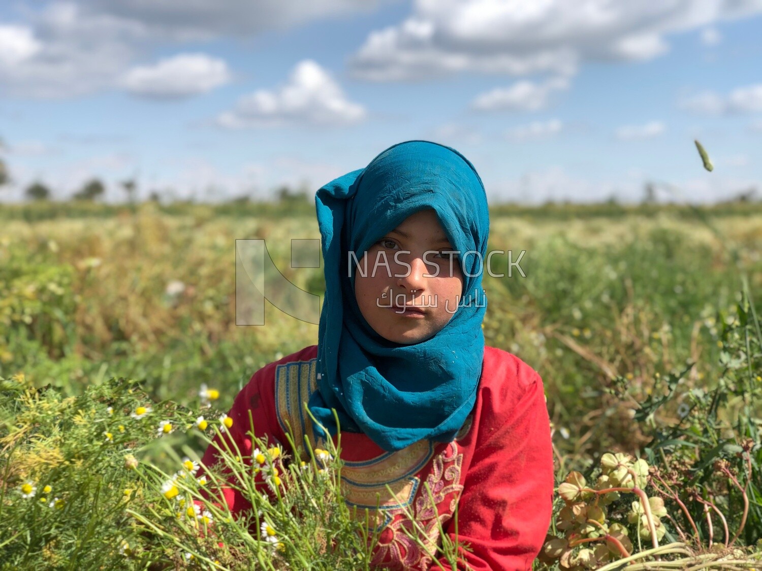 Young Egyptian girl stands in the field among chamomile flowers