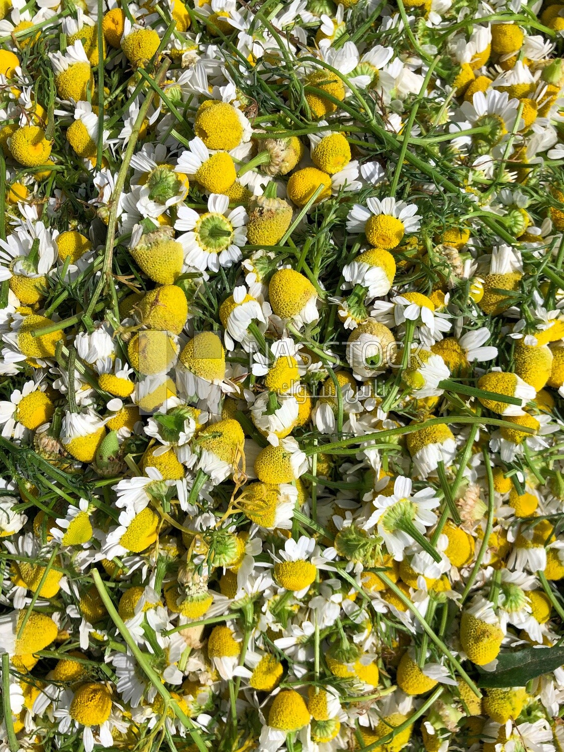 Group of chamomile flowers