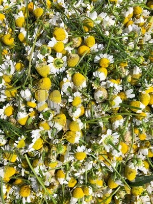 Group of chamomile flowers