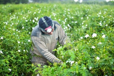 A scene of an Egyptian farmer harvesting and picking jasmine flowers