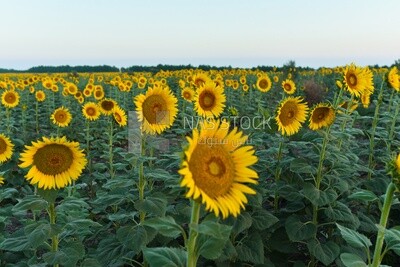 Landscape of a field of blooming sunflowers