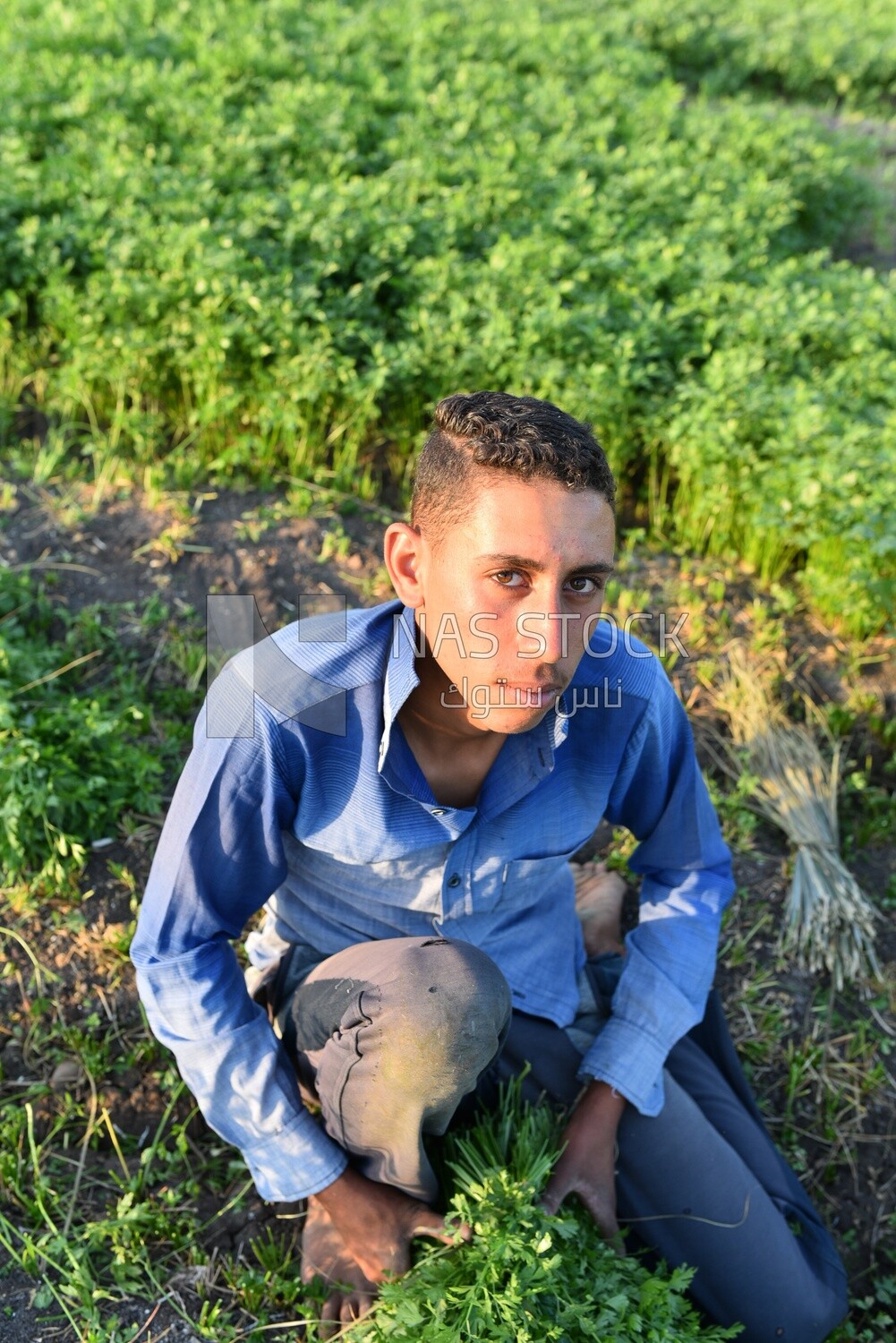 An Egyptian farmer in a parsley field