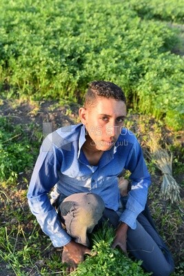 An Egyptian farmer in a parsley field