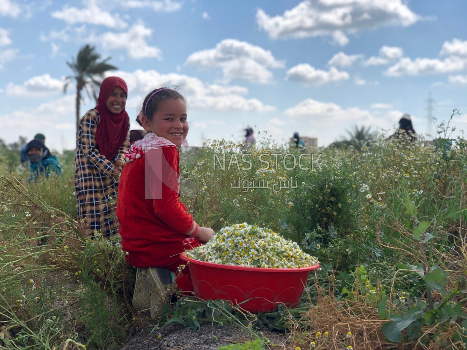 Group of girls working in the chamomile harvest