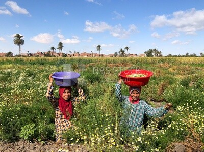 Group of girls working in the chamomile harvest