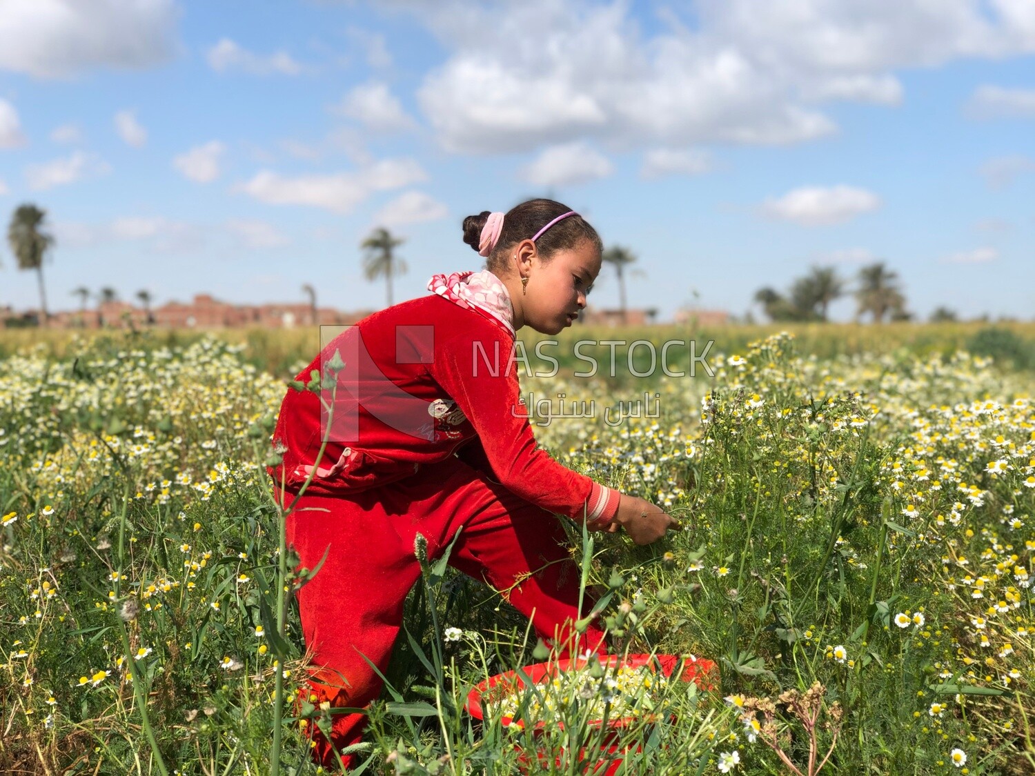 Little Egyptian girl working in the chamomile harvest