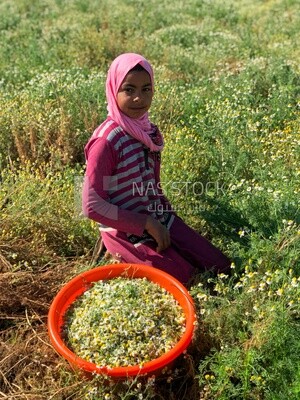 Little Egyptian girl working in the chamomile harvest