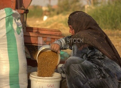A scene of an Egyptian woman packing wheat grains