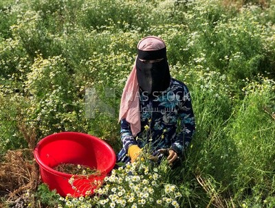 An Egyptian farmer harvesting chamomile from the field