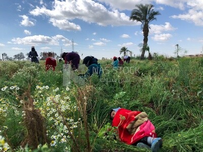 Scene of a group of Egyptian women working in the chamomile harvest and a sleeping baby in the field