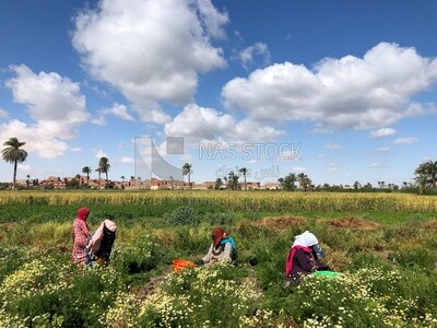 Group of women working in the field harvesting chamomile