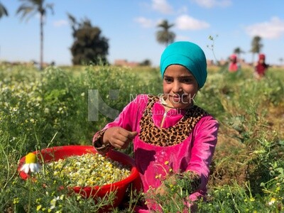 طفلة مصرية صغيرة تعمل فى حصاد البابونج