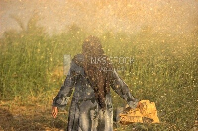 A scene of an Egyptian woman standing in the middle of wheat fields in Egypt