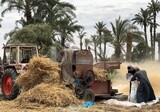 A scene of one of the stages of the wheat industry, which is the extraction of the grain