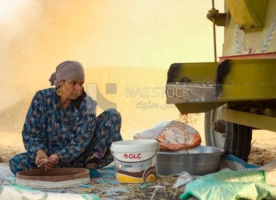 A scene of an Egyptian woman sorting and purifying wheat grains