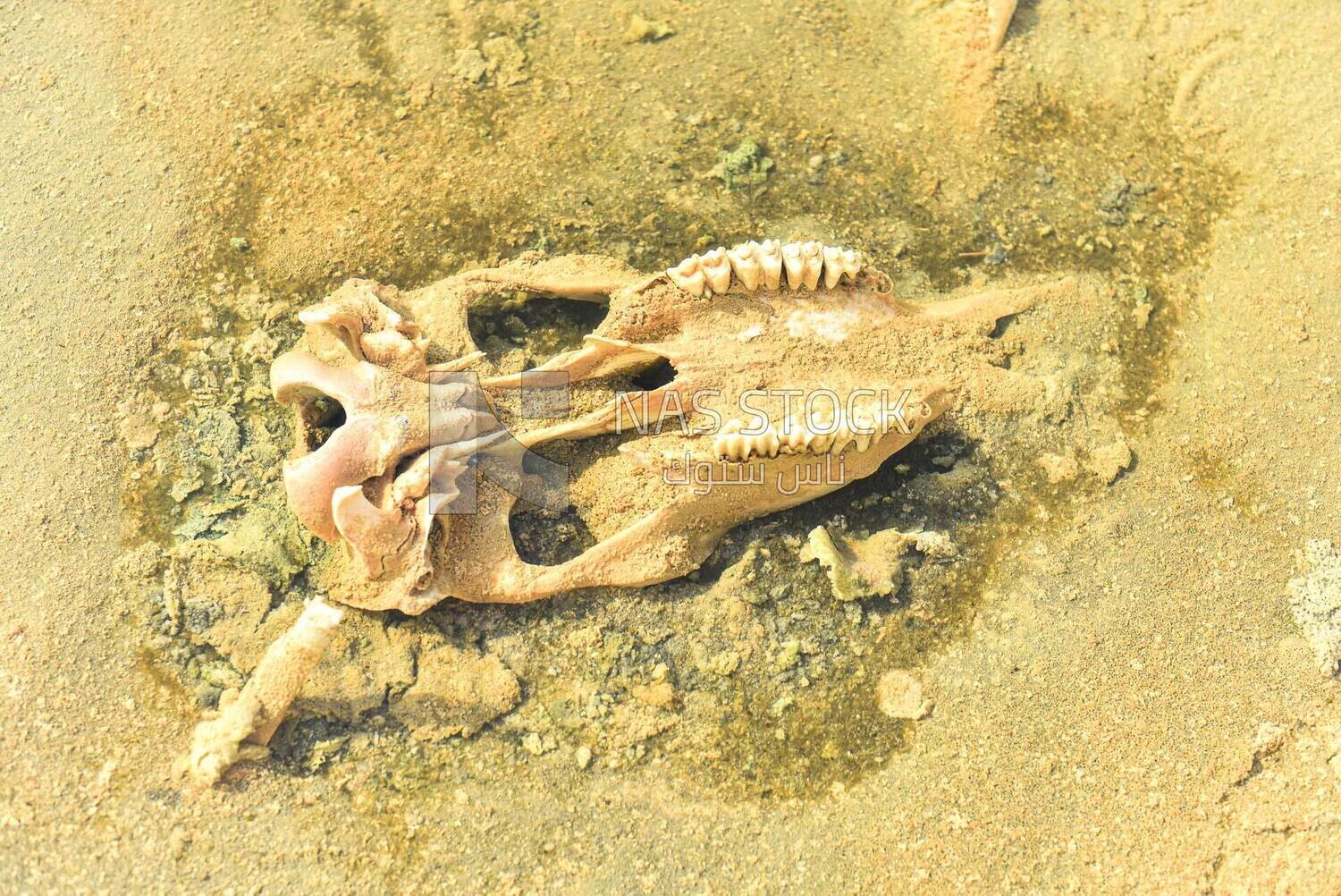 Skull bones in the Siwa desert, Egypt