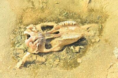 Skull bones in the Siwa desert, Egypt