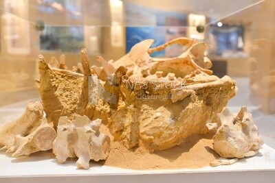 Fossil whale mandible in Wadi El Hitan, Egypt