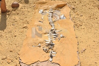 Mermaid skeleton in Wadi El Hitan, Egypt
