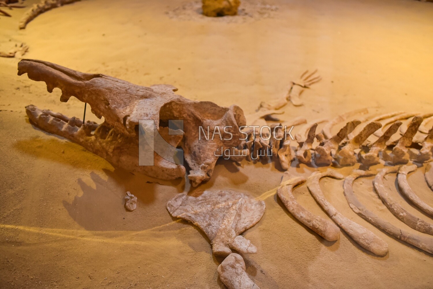 A scene of a whale fossil in Wadi El Rayan, Egypt