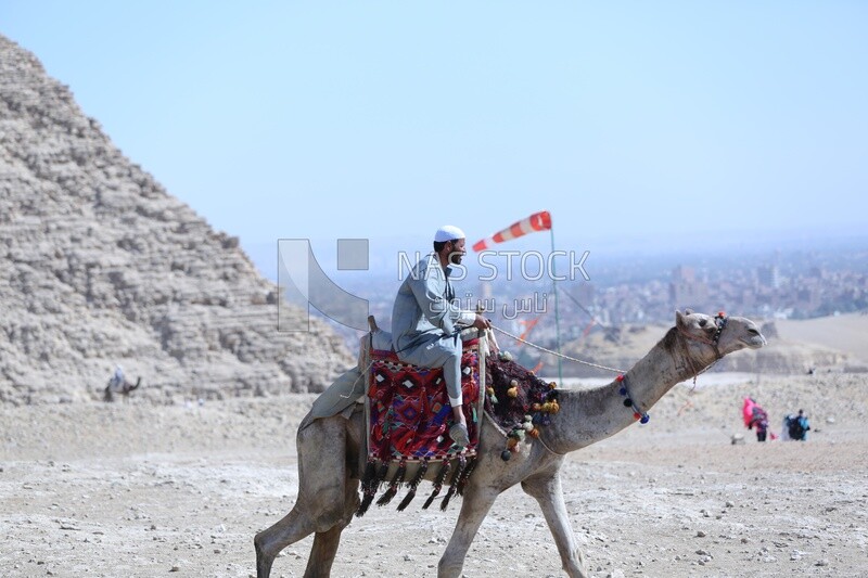 An Egyptian man riding a camel in the pyramids of Giza