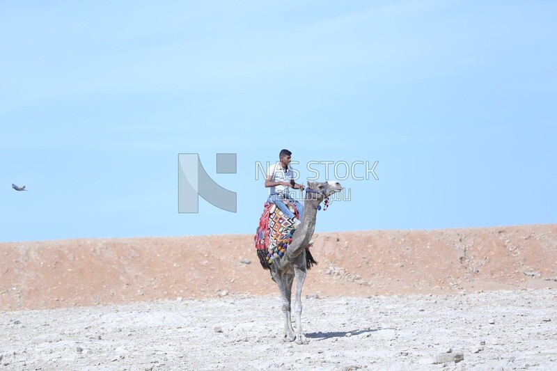 Guy riding a camel in the Egyptian pyramids