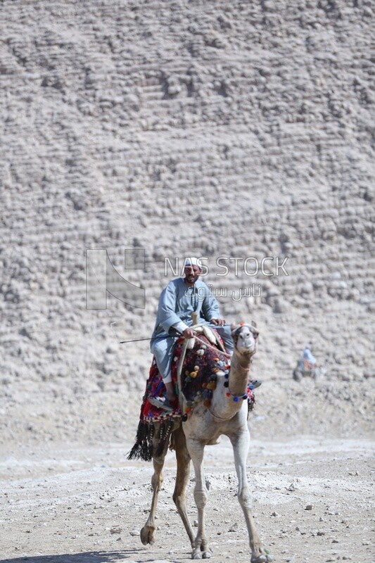 An Egyptian man riding a camel in front of the Great Pyramid