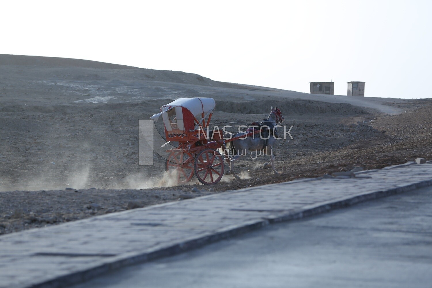 Tourist horse cart in the pyramids in Giza
