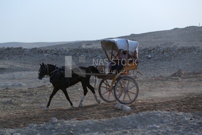 عربة خيل سياحية ( الحنطور ) فى الاهرامات بالجيزة